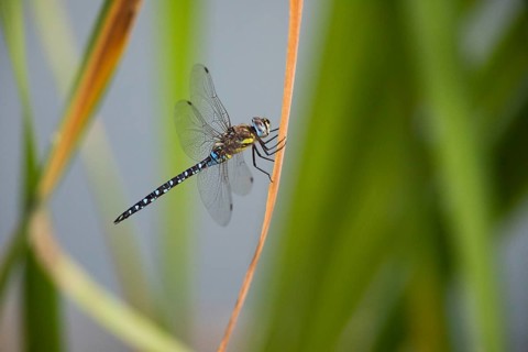 Autumn mosaic damselfly (Aeshna mixta), male resting on a dead plant leaf, Hesse, Germany, Europe