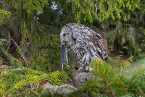 One tawny owl or brown owl (Strix aluco) sitting on a branch of a spruce tree, feeding on a mouse