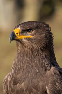 Portrait of Aquila nipalensis, steppe eagle, in late light with green background