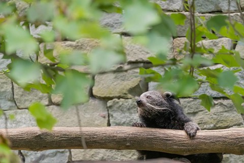 One binturong (Arctictis binturong), or bearcat balancing over branches framed by green leafs