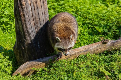 One adult Raccoon Procyon lotor, walks through stinging nettle