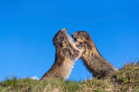 Two Alpine Marmots playfighting, Marmota marmota, with blue sky in the background. Grossglockner