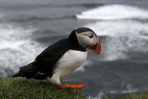 Atlantic Puffin, Common Puffin. Fratercula arctica, at the cliffs of Latrabjarg, Iceland, Europe