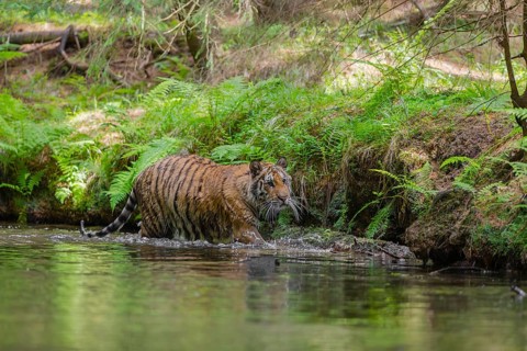 One young female Siberian Tiger, Panthera tigris altaica, walking thru the cool fresh water of a