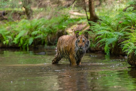 One young female Siberian Tiger, Panthera tigris altaica, walking thru the cool fresh water of a