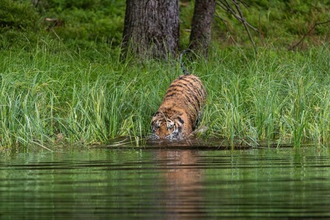 One young female Siberian Tiger, Panthera tigris altaica, running thru reed grass ashore a pond