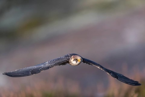 One female red-footed falcon (Falco vespertinus) flying at the edge of a forest. Green vegetation