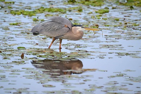Canada Heron (Ardea herodias), in a marsh with lily pads, Wakodahatchee Wetlands, Delray Beach,