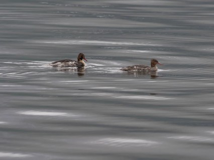 Red-breasted Merganser (Mergus serrator), breeding pair, swimming on the Atlantic, Norway, Europe