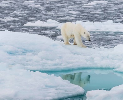 Polar bear (Ursus maritimus) on the pack ice at 82 degrees north reflected in the water, Svalbard