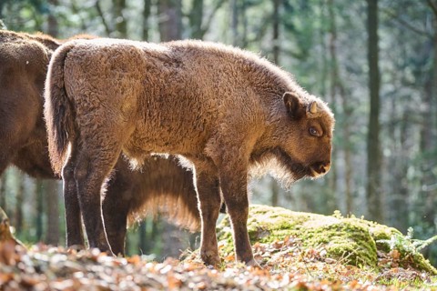 European bison (Bison bonasus) youngster in a forest in spring, Bavarian Forest, Germany, Europe