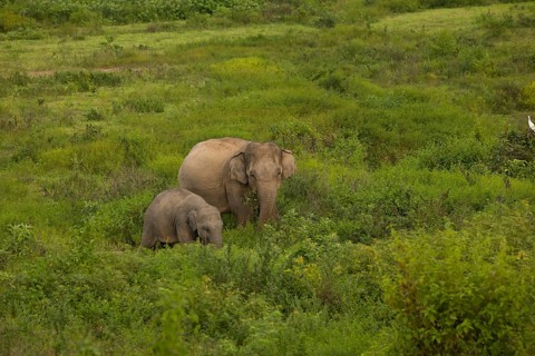 Indian elephants (Elephas maximus indicus), Khiri Khan, Hua Hin, Kui Buri National Park, Thailand,