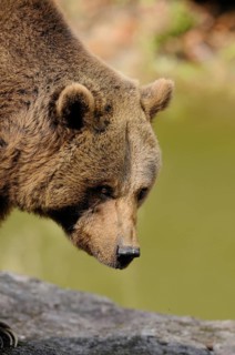 A bear in close-up looks concentrated and attentive, Eurasian brown bear (Ursus arctos arctos),