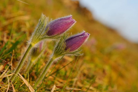 Three purple flowers protruding from green grass, Pasque flower (Pulsatilla vulgaris), Upper