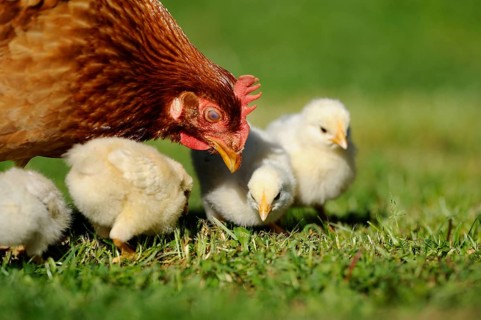 Hen supervising her chicks foraging in the grass, domestic fowl (Gallus gallus domesticus),