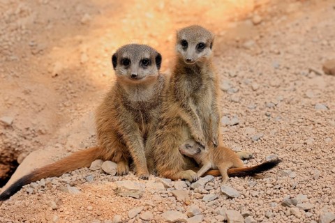 Tiger nut (Suricata suricatta), adult, two adults, juvenile, newborn, baby, social behaviour