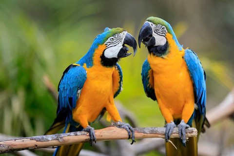 Yellow-breasted Macaw (Ara ararauna), adult, in perch, pair, social behaviour, South America
