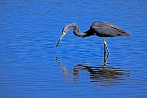 Tricoloured Heron (Egretta tricolor), adult, in the water, foraging, Merritt Island, Black Point