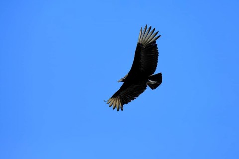 Raven Vulture (Coragyps atratus), adult, flying, flight, Orland, Florida, USA, North America