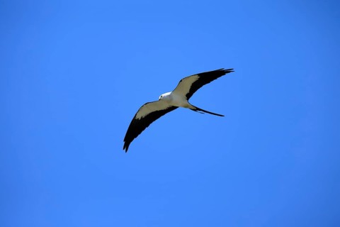 Swallow Harrier (Elanoides forficatus), adult, flying, Orlando, Florida, North America, USA, North