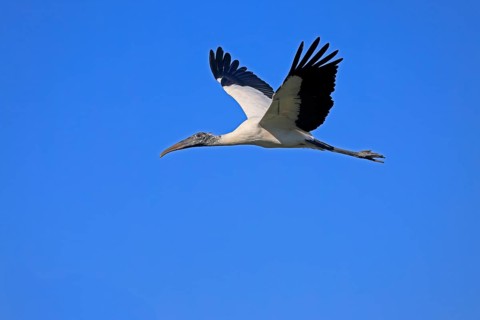 Wood stork (Mycteria americana), adult, flying, St. Augustine, Florida, USA, North America