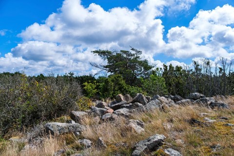 Pristine vegetation and landscape in the Hallarumsviken nature reserve near Karlskrona, Blekinge