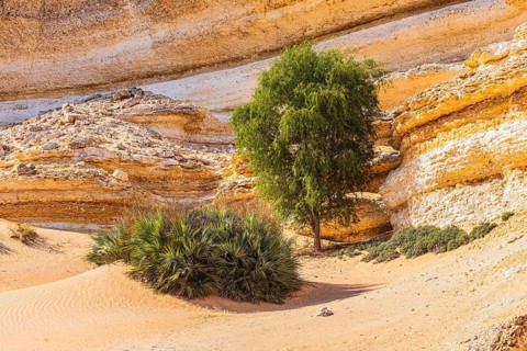 Eroded rocky landscape at a fossilised reef edge, green vegetation in front, Huqf stone desert,