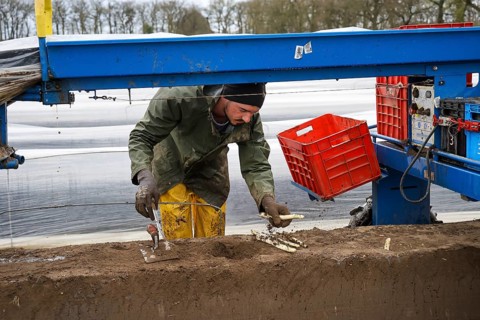 Wesel, North Rhine-Westphalia, Germany, Harvest workers from Eastern Europe harvest the first