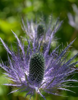 Umbelliferae (Eryngium zabeli), Botanical Garden Jardin du Lautaret, Villar-d'Arêne, Département