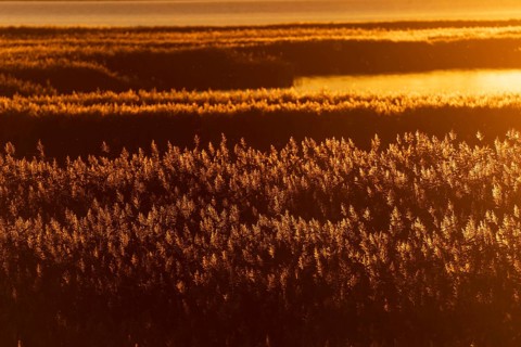 A golden field in the evening sun emphasises the natural tranquillity of the landscape, sunrise