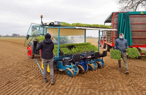 Welver, Soest district, Sauerland, North Rhine-Westphalia, Germany - Vegetable cultivation, field