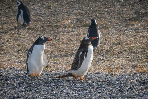 Ushuaia, Tierra del Fuego, Argentina, Gentoo penguins and Magellanic penguins on Isla Martillo in