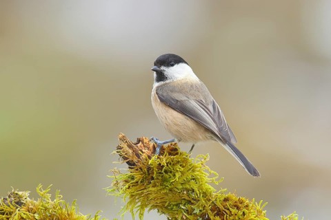 Willow Tit (Parus montanus), sitting on a branch overgrown with moss, Wildlife, Winter, Animals,
