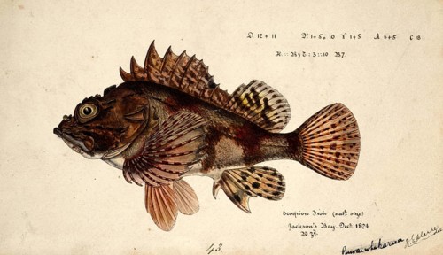 Eastern Red Scorpionfish, Grandfather Hapuku, Cardinal Scorpionfish, Cook's Scorpionfish, Cook's