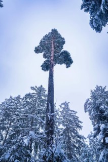 Tall pine tree in snowy forest with grey sky, Enzklösterle, district of Calw, Black Forest,