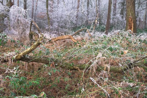 View of an oak tree frozen with hoarfrost in the forest, landscape photo, nature photo, flora,