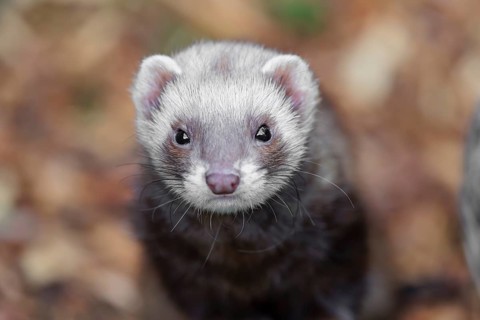 Portrait of a young ferret (Mustela putorius furo)