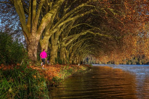 Essen, North Rhine-Westphalia, Germany - Young woman jogging on the lakeshore under trees with