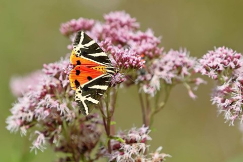 Jersey tiger or Spanish flag (Euplagia quadripunctaria), sucking nectar on Hemp agrimony