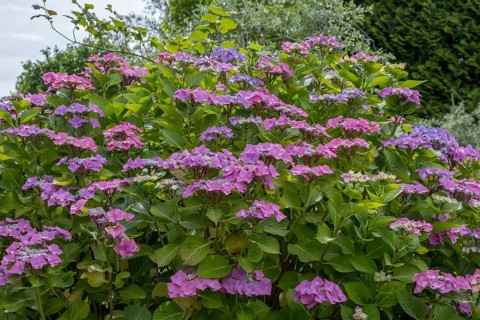 Sawn hydrangea (Hydrangea serrata), plate hydrangea, North Rhine-Westphalia, Germany, Europe