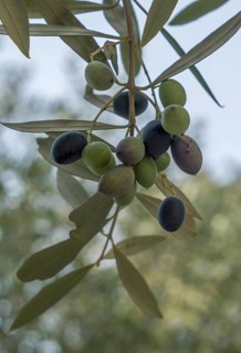 Close-up of an olive branch with ripe olives in different colours against a blurred green