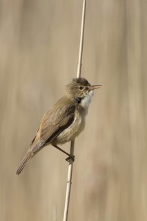 Eurasian reed warbler (Acrocephalus scirpaceus) male calling in reed land, marshland in spring