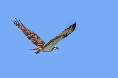 Western osprey (Pandion haliaetus) in flight soaring against blue sky