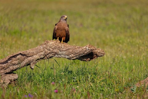 Black kite (Milvus migrans), perching station, Hides De Calera / Steppe Raptors, Nussloch, Castilla