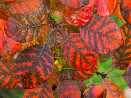 Eurasian Smoke Tree (Cotinus coggygria), or Wig Bush, in garden, leaves in autumn color, Hesse,