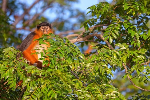 Western red colobus (Piliocolobus badius), primates, Janjabureh boat trip, Janjabureh, South Bank,