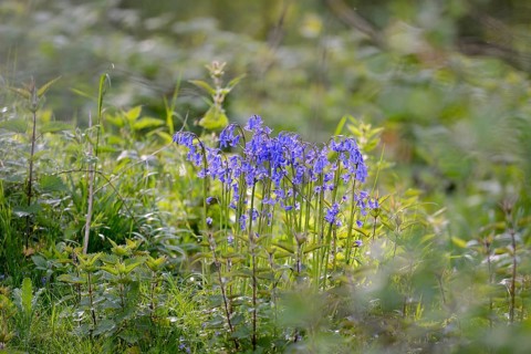 Flowering wood hyacinth (Hyacinthoides non-scripta), Lower Rhine, North Rhine-Westphalia, Germany,