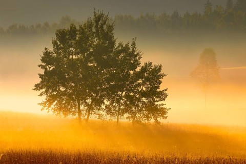 Aspens in the Rothenthurm upland moor at sunrise in autumn, Canton Schwyz, Switzerland, Europe