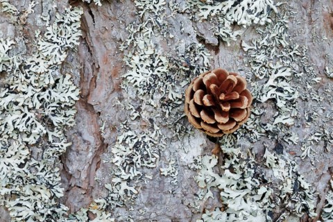 Pine cones on lichen-covered tree bark, Scotland, Great Britain