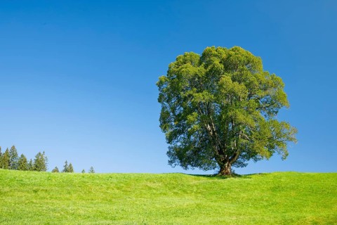 Large lime tree in Oberägeri, Canton Zug, Switzerland, Europe